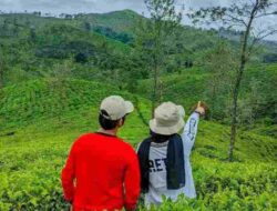 Wisata Kebun Teh Taraju Tasikmalaya: Sejarah, Daya Tarik dan Rute Perjalanan